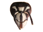 Bald-Faced Hornet